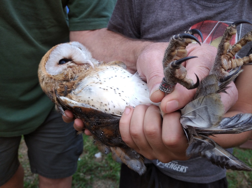 tyto alba ring Arjen van Zwieten, Gabriel Katsulis.jpg