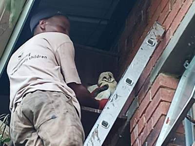 Barn Owl in owl box at Tirisano Mmogo .jpeg