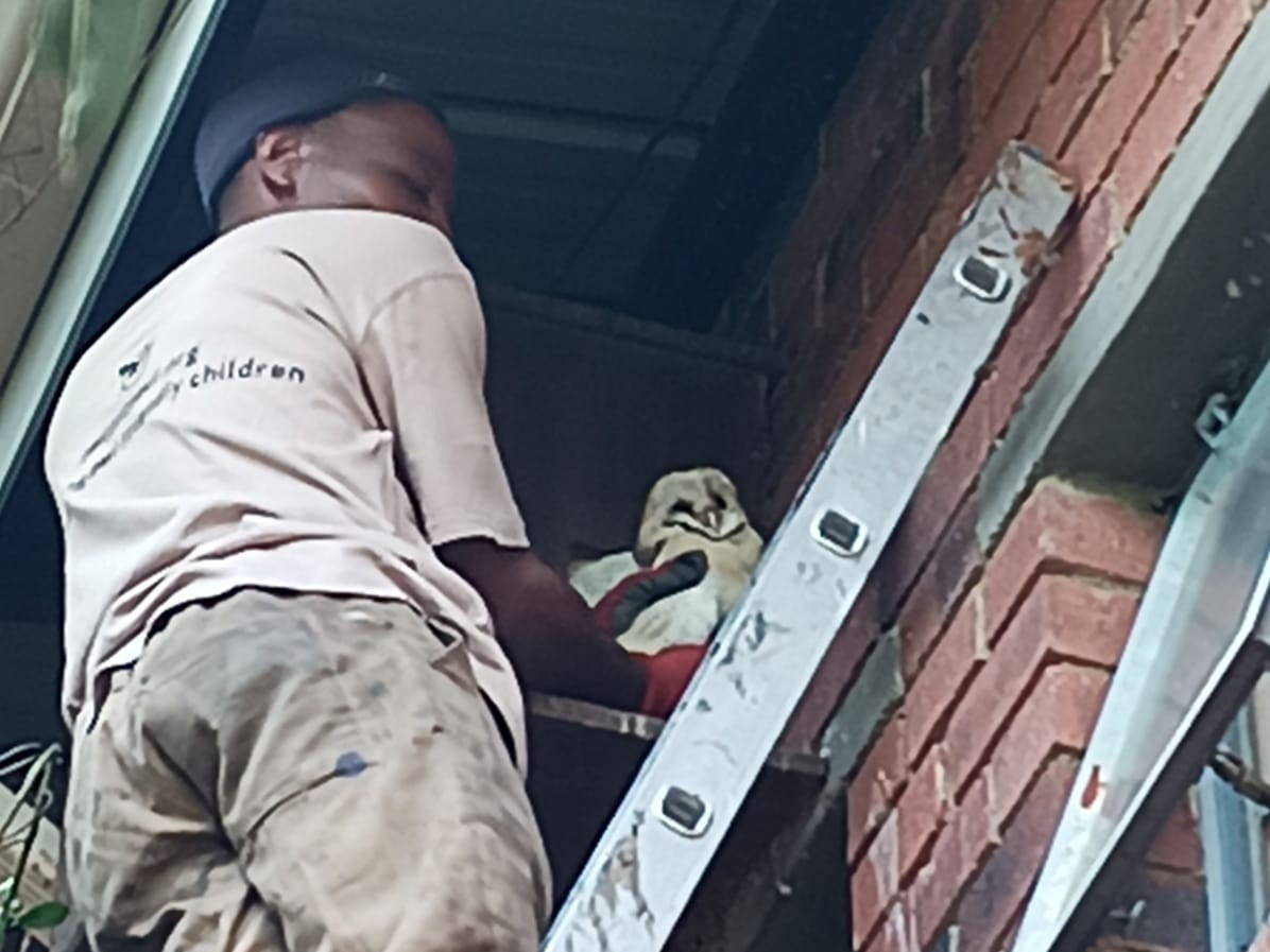 Barn Owl in owl box at Tirisano Mmogo .jpeg