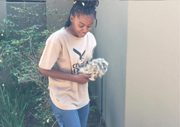 Spotted Eagle Owl breeding season is in full swing!