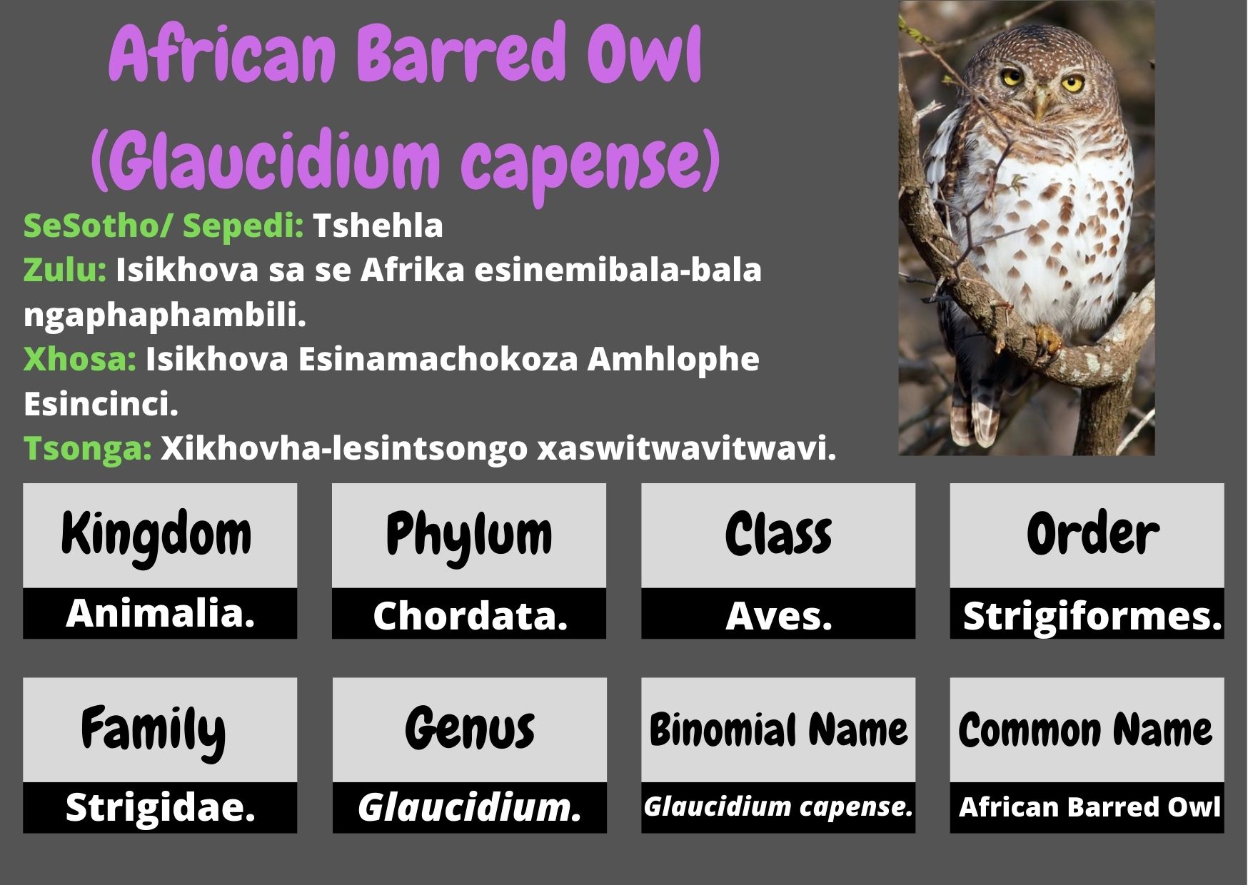 African Barred Owl .jpg