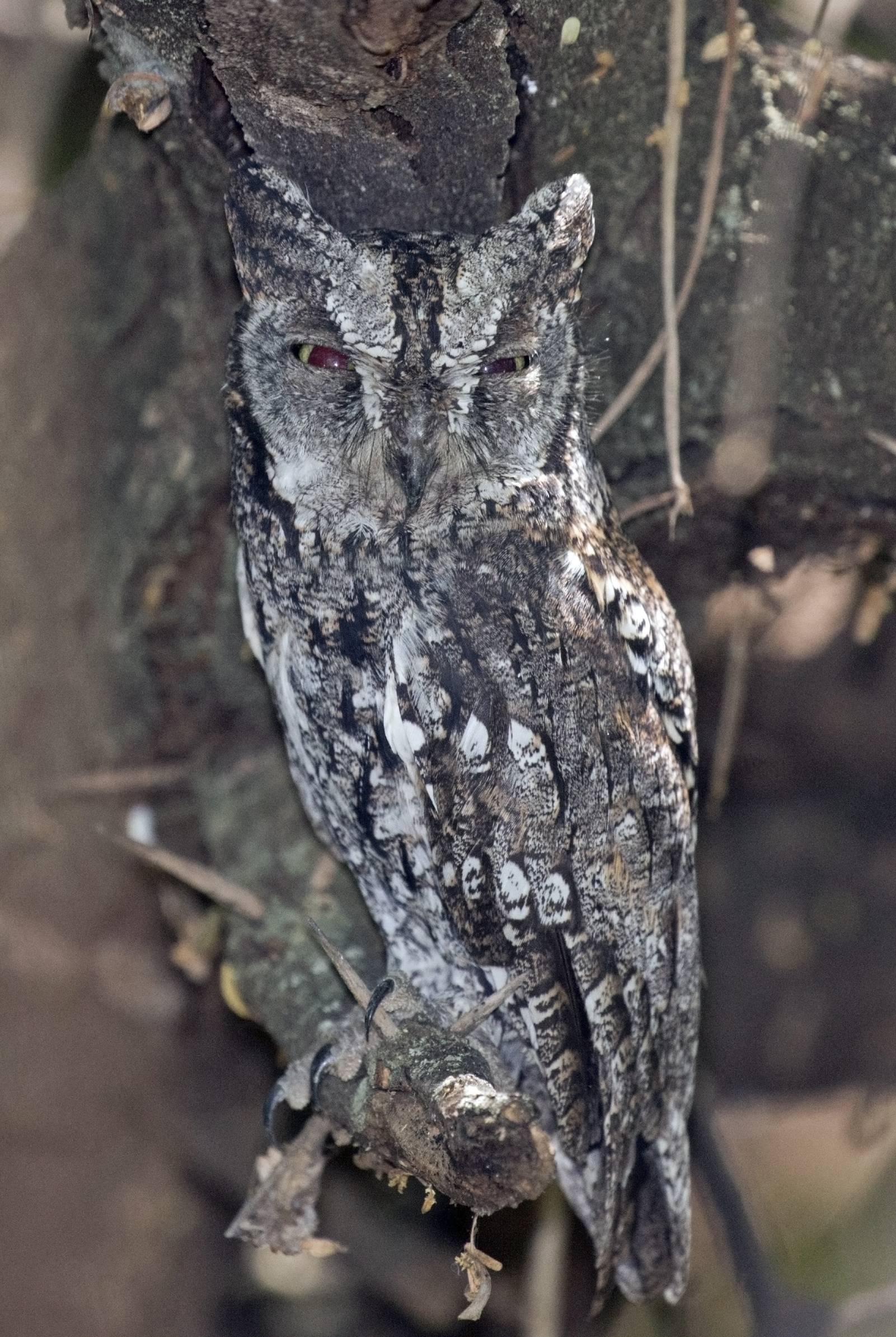 African Scops Owl.jpg
