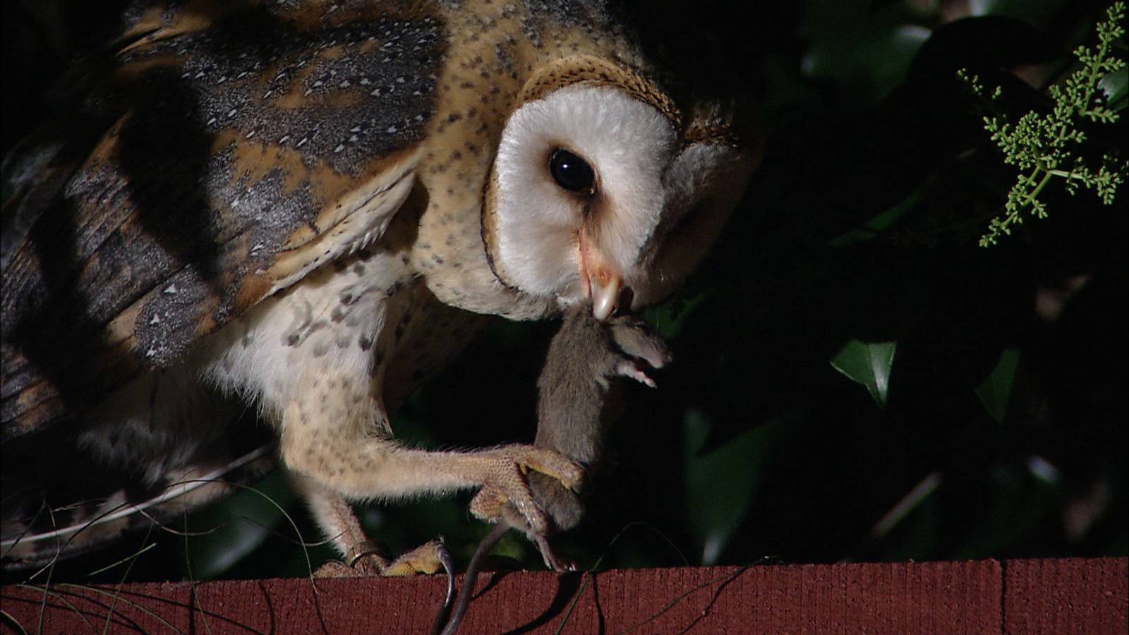 Barn owl.jpg