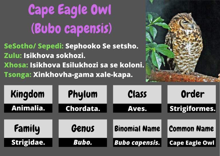 Cape Eagle Owl .jpg