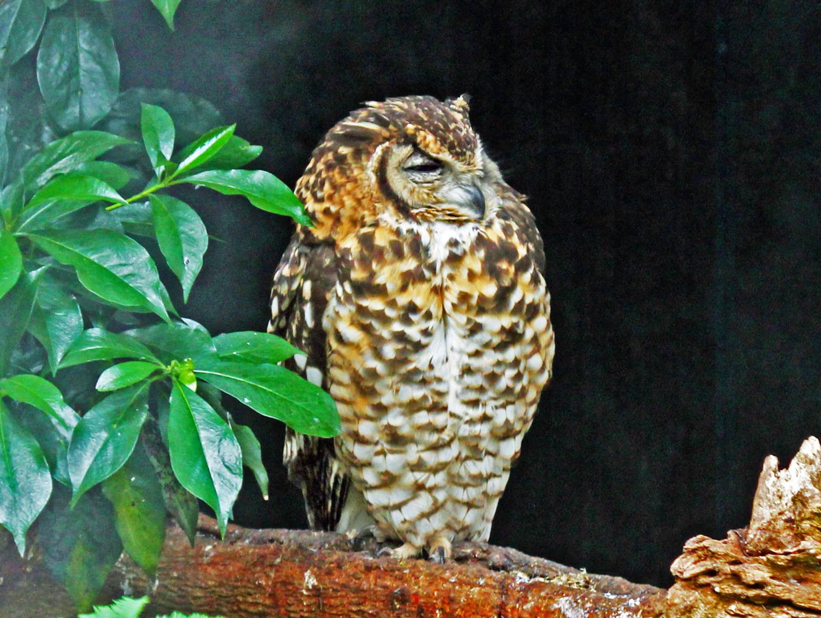 Cape Eagle Owl.jpg