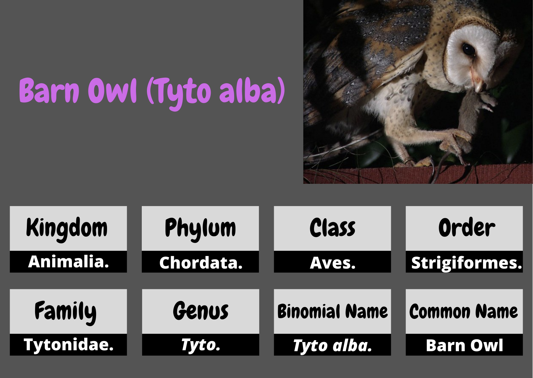 Kingdom Barn Owl Pic .png