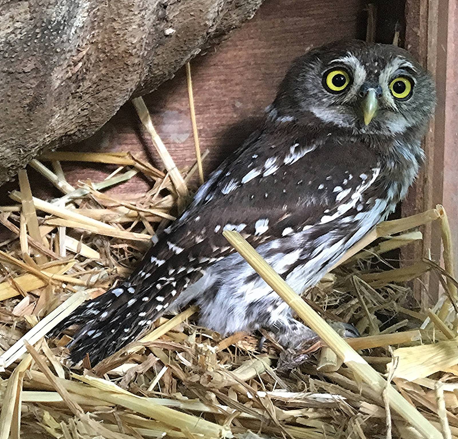 Pearl Soptted owl.jpg