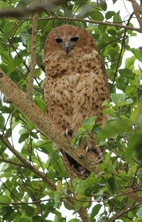 Pels fishing owl.jpg