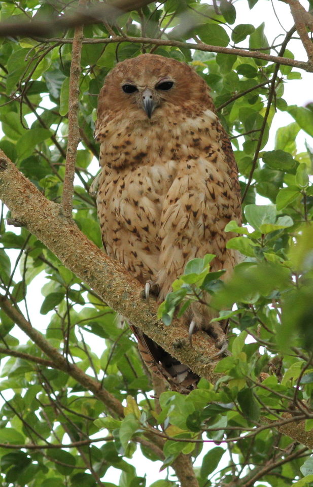 Pels fishing owl.jpg