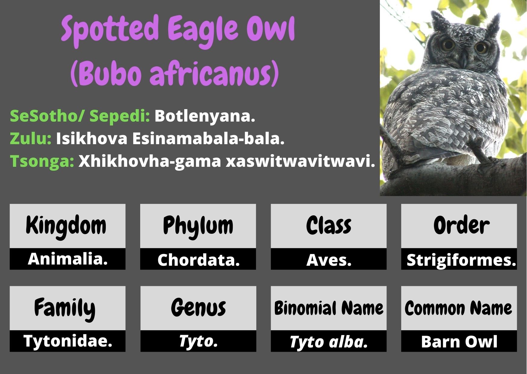 Spotted Eagle Owl.jpg